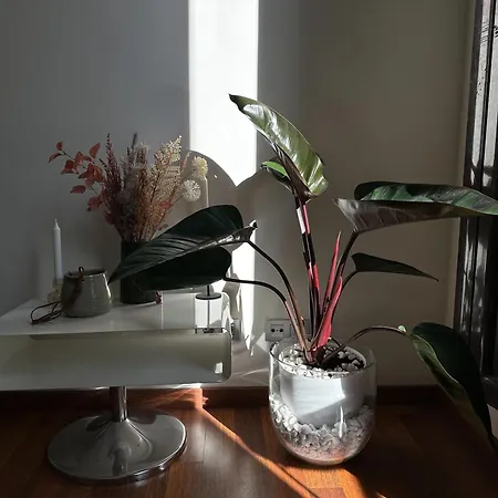Cozy Place Picasso